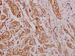 HEXB Antibody in Immunohistochemistry (Paraffin) (IHC (P))