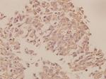 UBF-1 Antibody in Immunohistochemistry (Paraffin) (IHC (P))