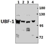 UBF-1 Antibody in Western Blot (WB)