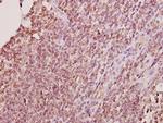 ELAVL2 Antibody in Immunohistochemistry (Paraffin) (IHC (P))