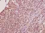 ELAVL2 Antibody in Immunohistochemistry (Paraffin) (IHC (P))