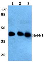 ELAVL2 Antibody in Western Blot (WB)