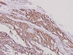 ARTS1 Antibody in Immunohistochemistry (Paraffin) (IHC (P))