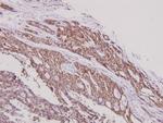 ARTS1 Antibody in Immunohistochemistry (Paraffin) (IHC (P))