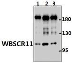 GTF2IRD1 Antibody in Western Blot (WB)