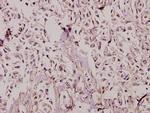 TAFII p135/p105 Antibody in Immunohistochemistry (Paraffin) (IHC (P))