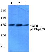 TAFII p135/p105 Antibody in Western Blot (WB)