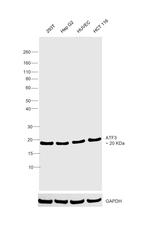 ATF3 Antibody in Western Blot (WB)