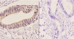 DGKE Antibody in Immunohistochemistry (Paraffin) (IHC (P))