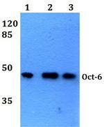 OCT6 Antibody in Western Blot (WB)