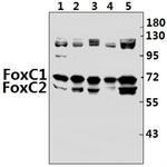 FOXC1/FOXC2 Antibody in Western Blot (WB)