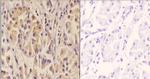 SIAH1/SIAH2 Antibody in Immunohistochemistry (Paraffin) (IHC (P))