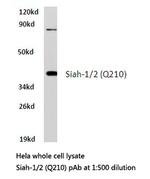 SIAH1/SIAH2 Antibody in Western Blot (WB)