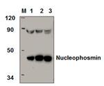 NPM1 Antibody in Western Blot (WB)
