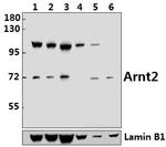 ARNT2 Antibody in Western Blot (WB)