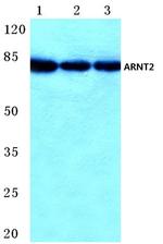 ARNT2 Antibody in Western Blot (WB)