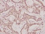 NEMF Antibody in Immunohistochemistry (Paraffin) (IHC (P))