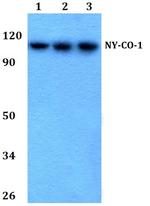 NEMF Antibody in Western Blot (WB)