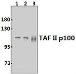 TAF5 Antibody in Western Blot (WB)