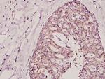 COX17 Antibody in Immunohistochemistry (Paraffin) (IHC (P))