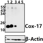 COX17 Antibody in Western Blot (WB)