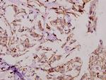 DATF1 Antibody in Immunohistochemistry (Paraffin) (IHC (P))