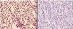 ADORA3 Antibody in Immunohistochemistry (Paraffin) (IHC (P))