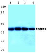 ADORA3 Antibody in Western Blot (WB)