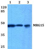 MRG15 Antibody in Western Blot (WB)