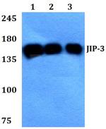 JIP3 Antibody in Western Blot (WB)