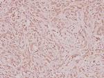 NCOA4 Antibody in Immunohistochemistry (Paraffin) (IHC (P))