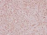 NCOA4 Antibody in Immunohistochemistry (Paraffin) (IHC (P))