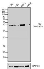 PIM1 Antibody