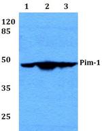 PIM1 Antibody in Western Blot (WB)