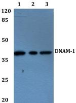 CD226 Antibody in Western Blot (WB)