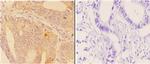 ABHD9 Antibody in Immunohistochemistry (Paraffin) (IHC (P))