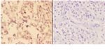 ABHD9 Antibody in Immunohistochemistry (Paraffin) (IHC (P))