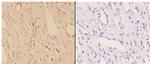 ABHD9 Antibody in Immunohistochemistry (Paraffin) (IHC (P))