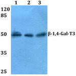 B4GALT3 Antibody in Western Blot (WB)