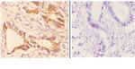 CHPF Antibody in Immunohistochemistry (Paraffin) (IHC (P))