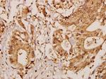 GCP5 Antibody in Immunohistochemistry (Paraffin) (IHC (P))