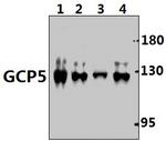 GCP5 Antibody in Western Blot (WB)