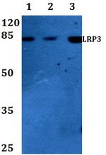 LRP3 Antibody in Western Blot (WB)