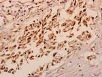 NXPH4 Antibody in Immunohistochemistry (Paraffin) (IHC (P))