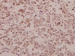 NSG1 Antibody in Immunohistochemistry (Paraffin) (IHC (P))