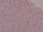Adrenomedullin Antibody in Immunohistochemistry (Paraffin) (IHC (P))