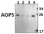 Aquaporin 5 Antibody in Western Blot (WB)