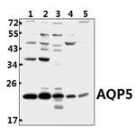 Aquaporin 5 Antibody in Western Blot (WB)