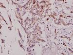 JNK1/JNK2/JNK3 Antibody in Immunohistochemistry (Paraffin) (IHC (P))