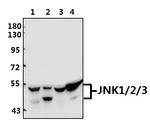 JNK1/JNK2/JNK3 Antibody in Western Blot (WB)